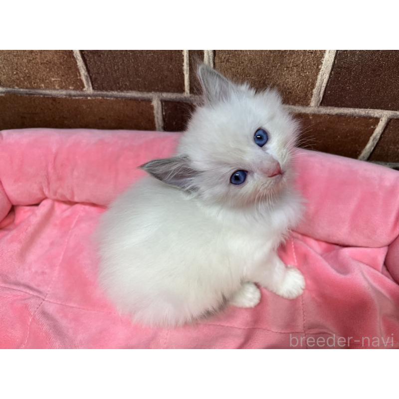 販売中の東京都のラグドール-138917の7枚目