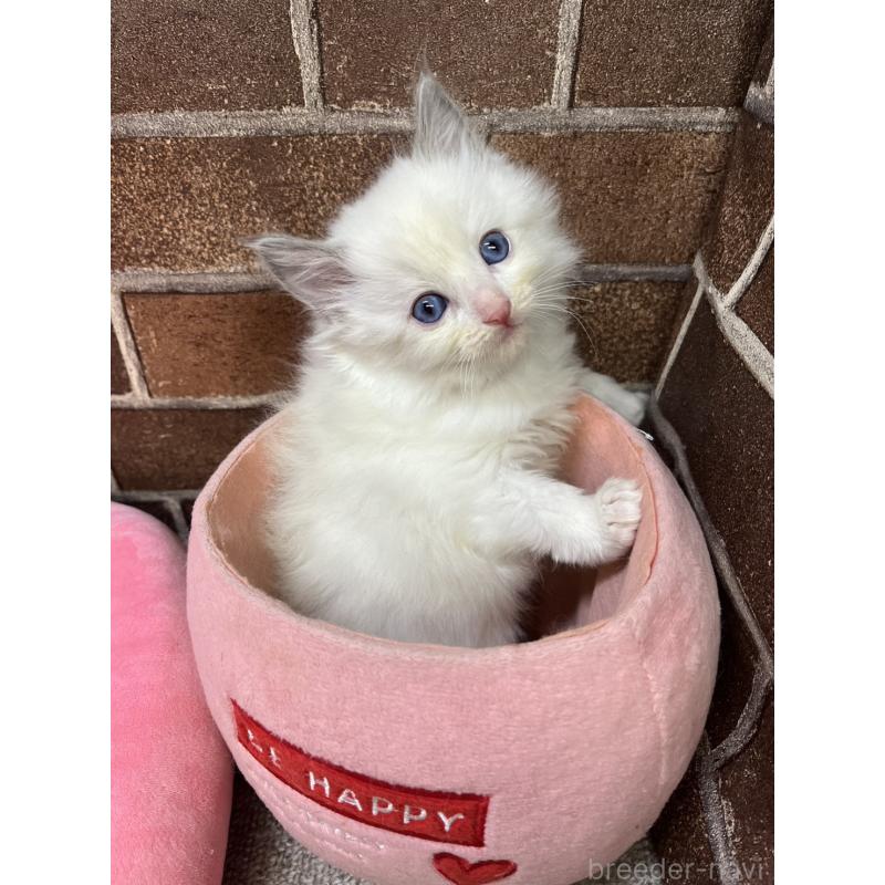 販売中の東京都のラグドール-138917の6枚目