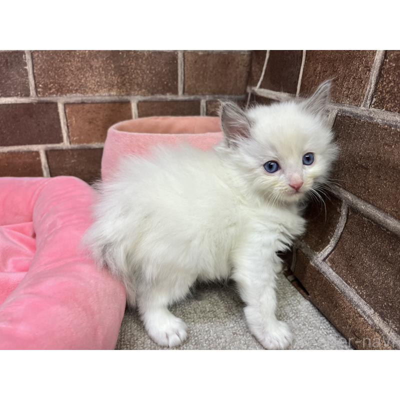 販売中の東京都のラグドール-138917の5枚目