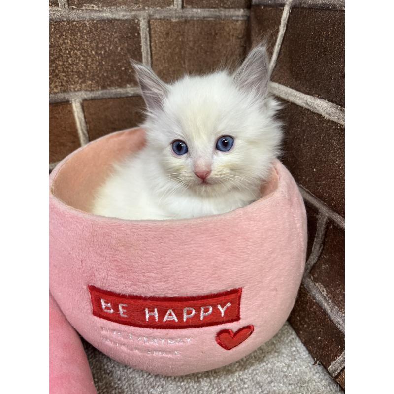 販売中の東京都のラグドール-138917の4枚目