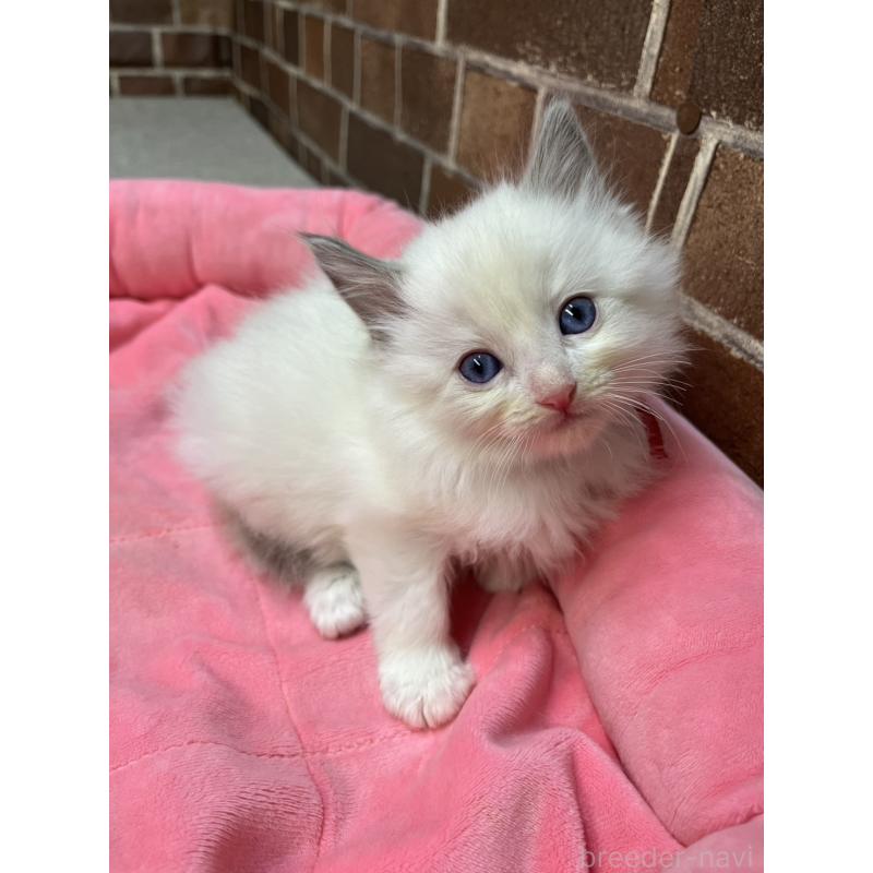 販売中の東京都のラグドール-138917の3枚目