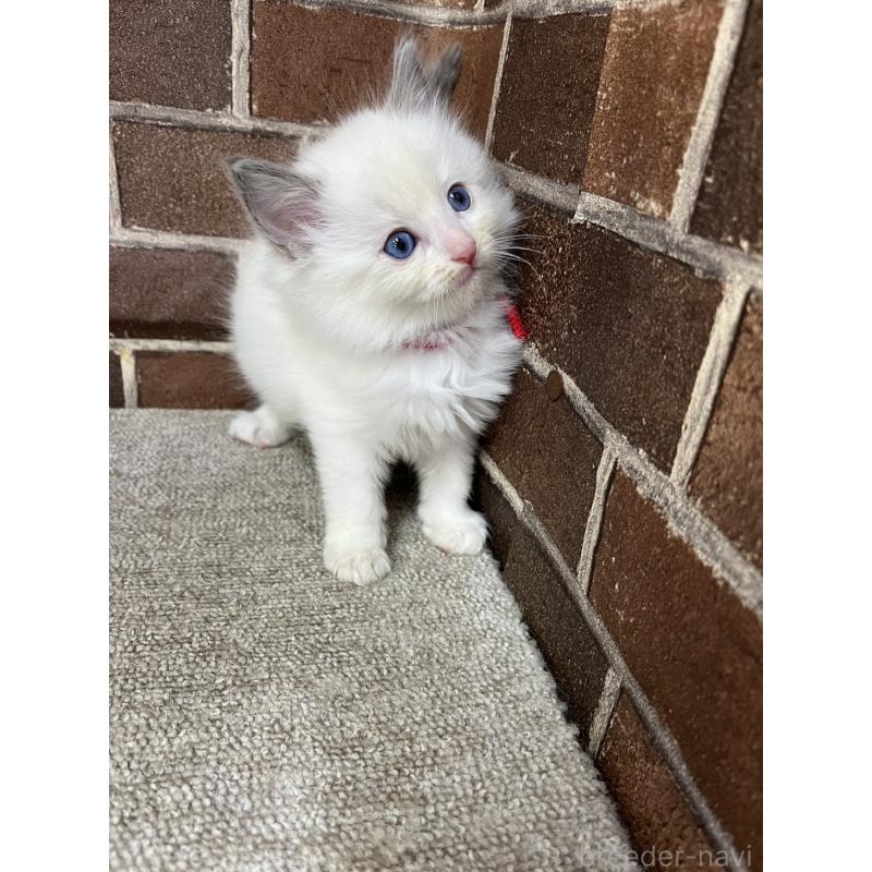 販売中の東京都のラグドール-138917の2枚目