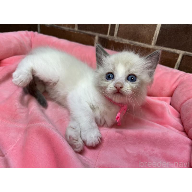 販売中の東京都のラグドール-138918の8枚目