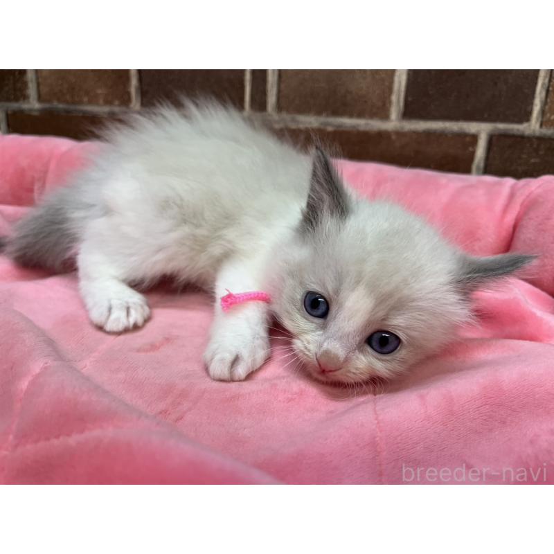 販売中の東京都のラグドール-138918の7枚目