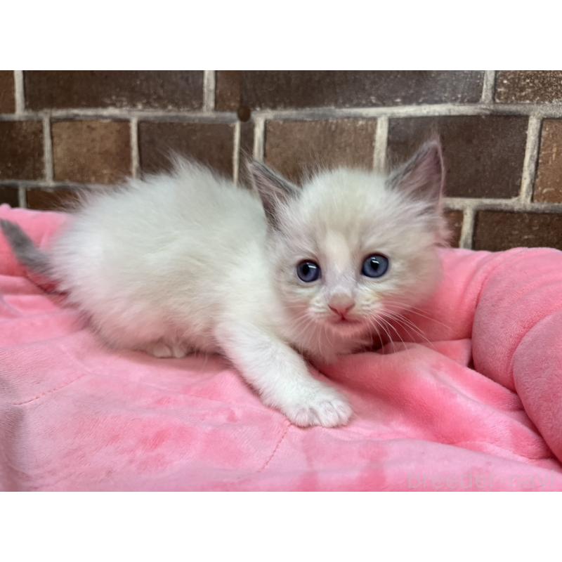 販売中の東京都のラグドール-138918の6枚目