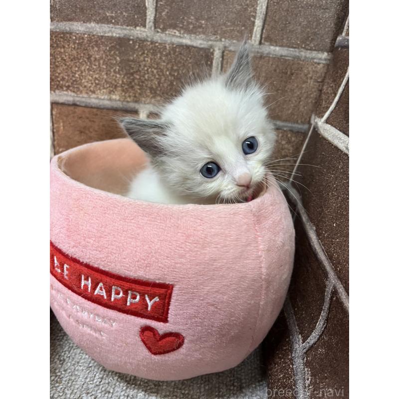 販売中の東京都のラグドール-138918の5枚目