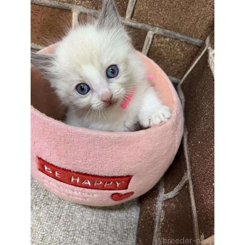 販売中の東京都のラグドール-138918の4枚目