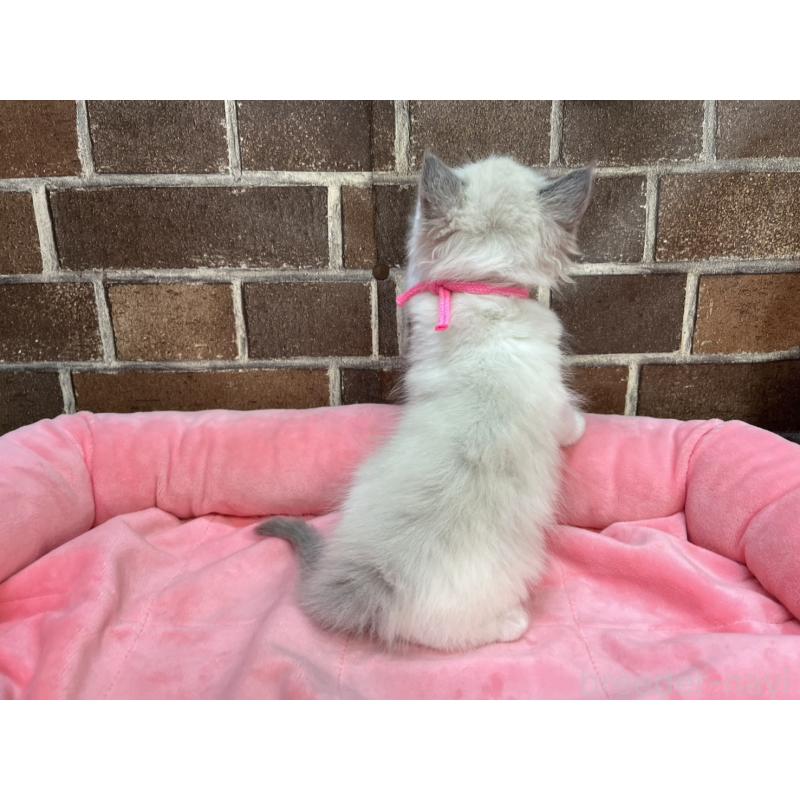 販売中の東京都のラグドール-138918の3枚目