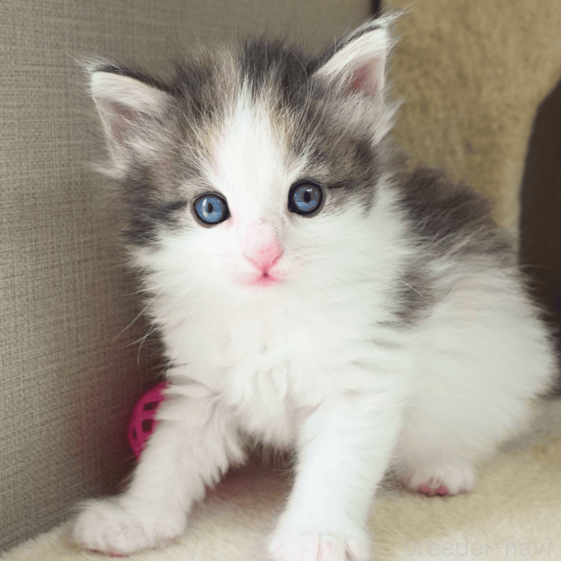 販売中の神奈川県のノルウェージャンフォレストキャット-138920の15枚目