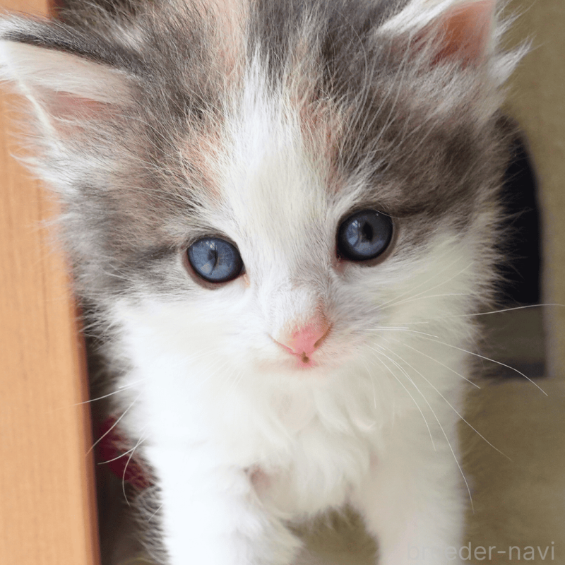 販売中の神奈川県のノルウェージャンフォレストキャット-138920の14枚目