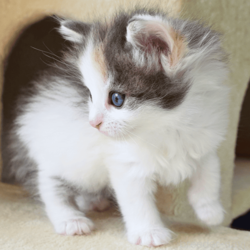 販売中の神奈川県のノルウェージャンフォレストキャット-138920の13枚目