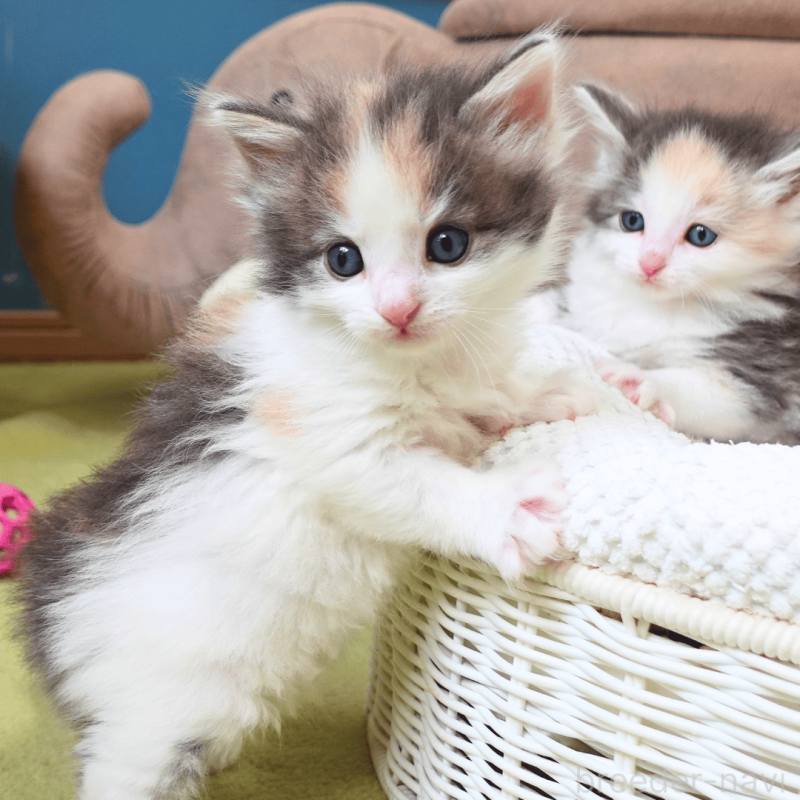 販売中の神奈川県のノルウェージャンフォレストキャット-138920の12枚目