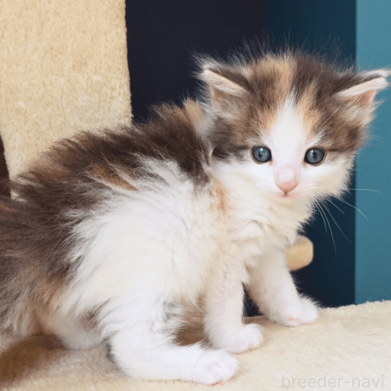 販売中の神奈川県のノルウェージャンフォレストキャット-138920の11枚目