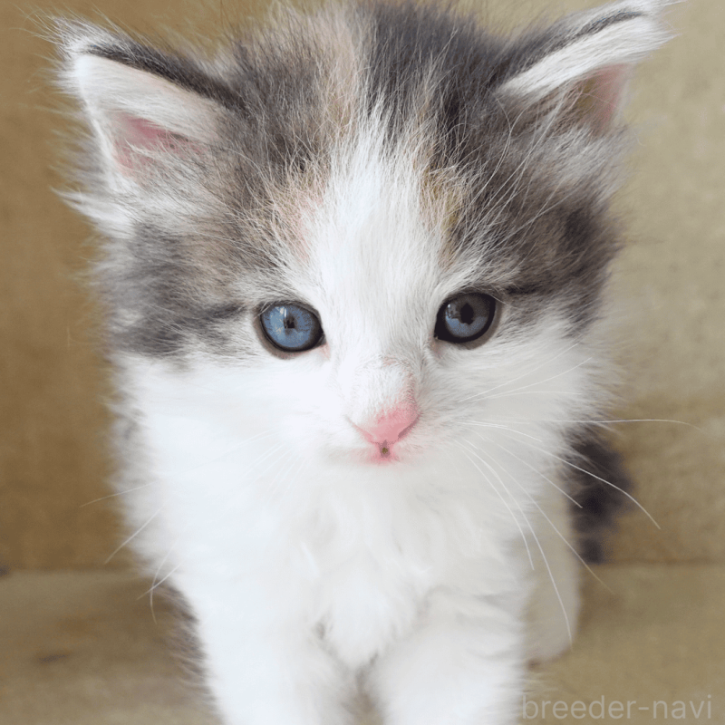 販売中の神奈川県のノルウェージャンフォレストキャット-138920の10枚目