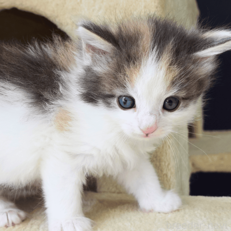 販売中の神奈川県のノルウェージャンフォレストキャット-138920の9枚目