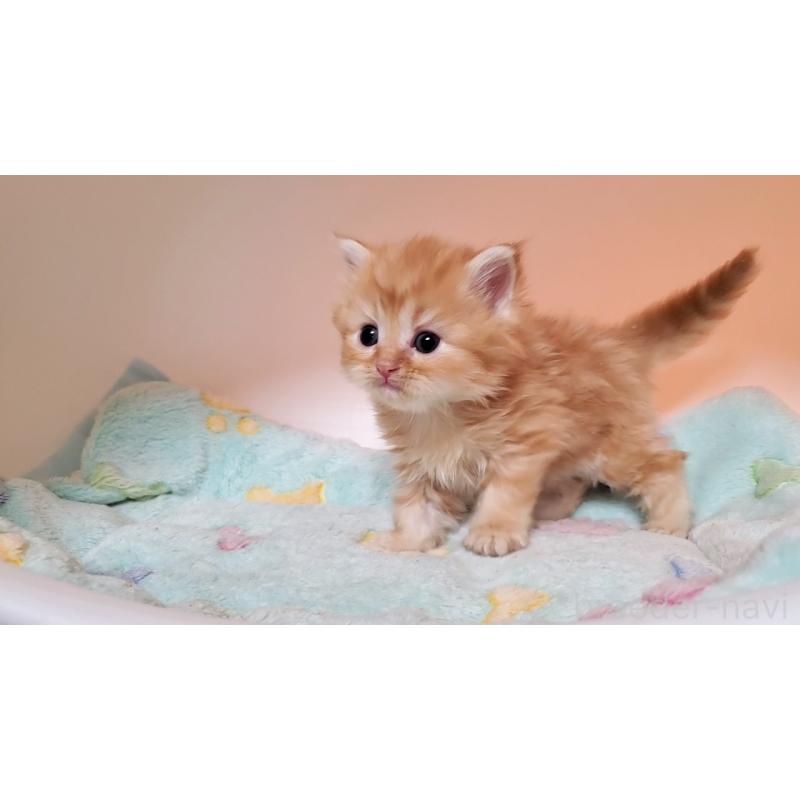 販売中の大阪府のマンチカン-138919の5枚目