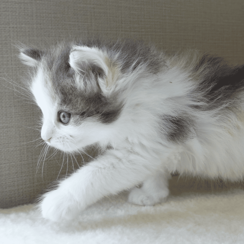 販売中の神奈川県のノルウェージャンフォレストキャット-138920の8枚目