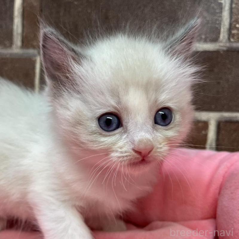 販売中の東京都のラグドール-138918