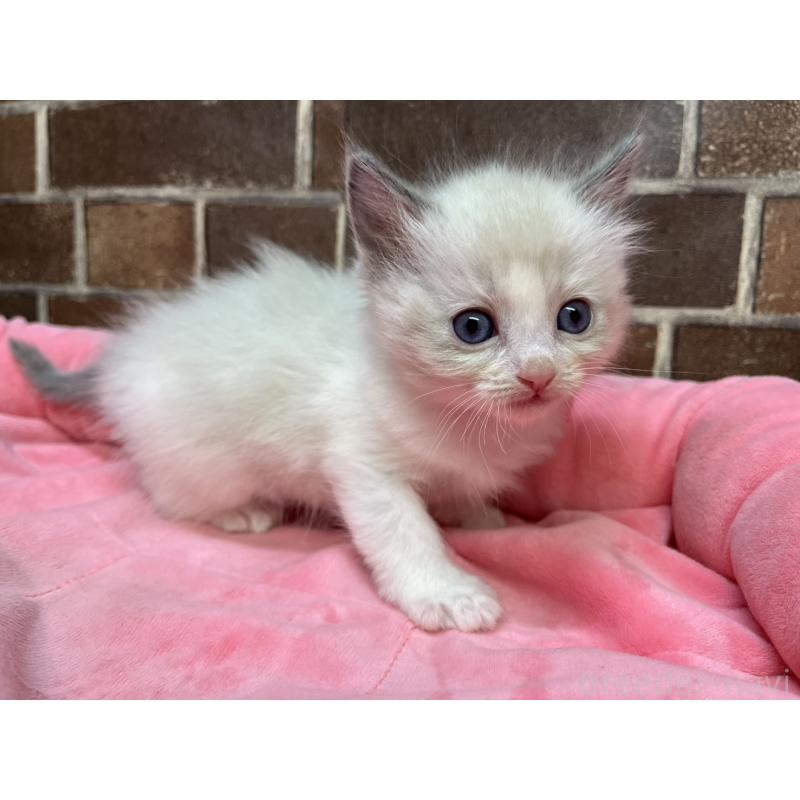 販売中の東京都のラグドール-138918の2枚目