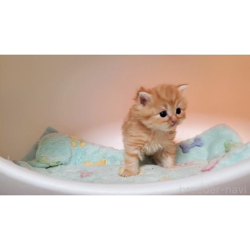 販売中の大阪府のマンチカン-138919の3枚目