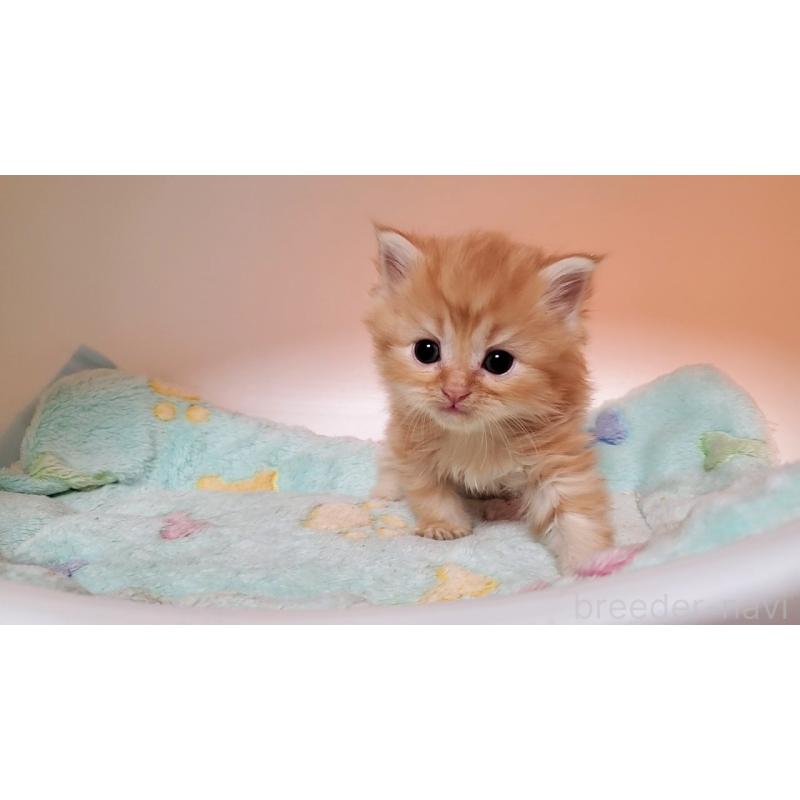 販売中の大阪府のマンチカン-138919の2枚目