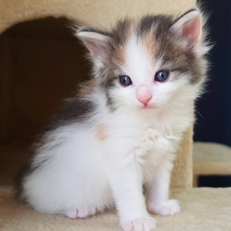 販売中の神奈川県のノルウェージャンフォレストキャット-138920の7枚目