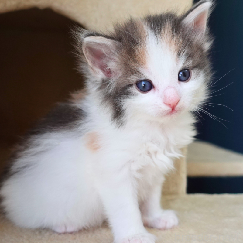 販売中の神奈川県のノルウェージャンフォレストキャット-138920の6枚目