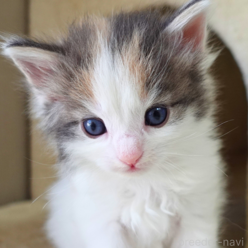 販売中の神奈川県のノルウェージャンフォレストキャット-138920の5枚目