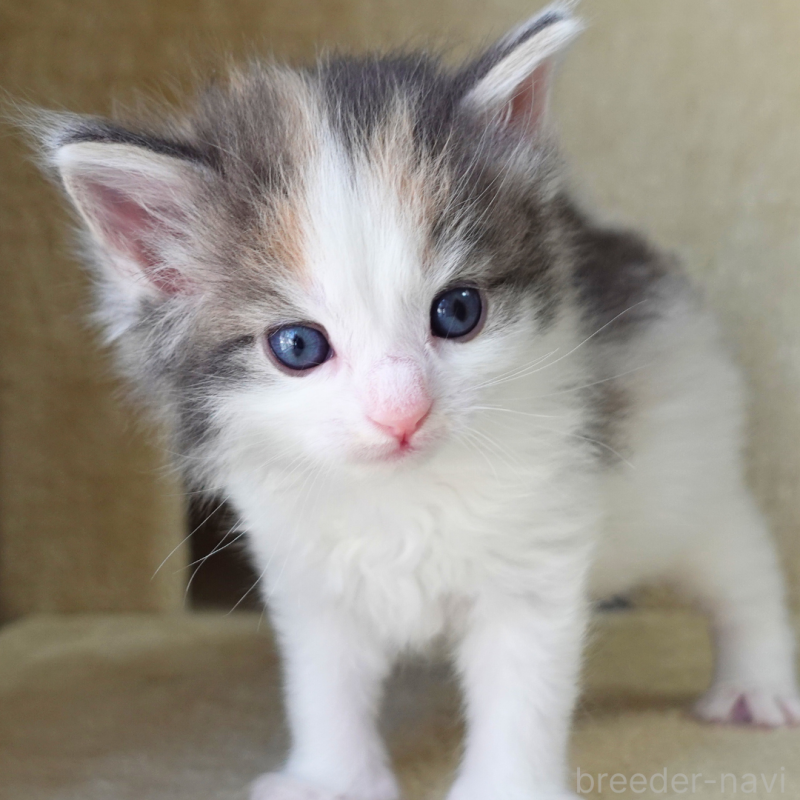 販売中の神奈川県のノルウェージャンフォレストキャット-138920の4枚目