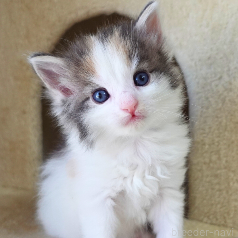 販売中の神奈川県のノルウェージャンフォレストキャット-138920の3枚目