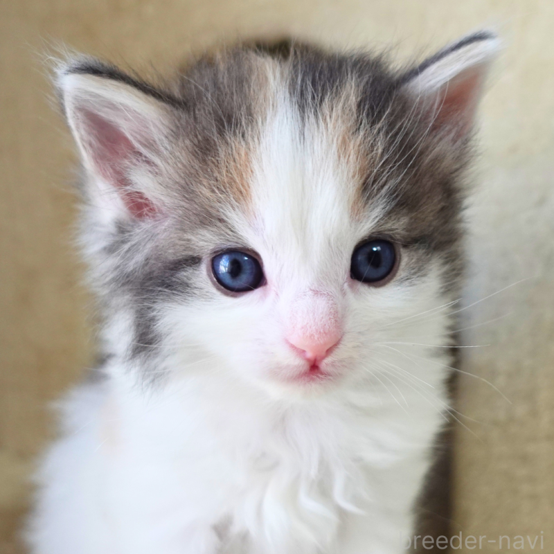 販売中の神奈川県のノルウェージャンフォレストキャット-138920の2枚目