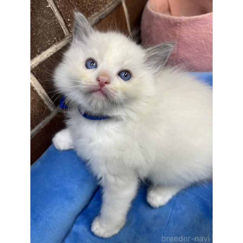 販売中の東京都のラグドール-138921の8枚目