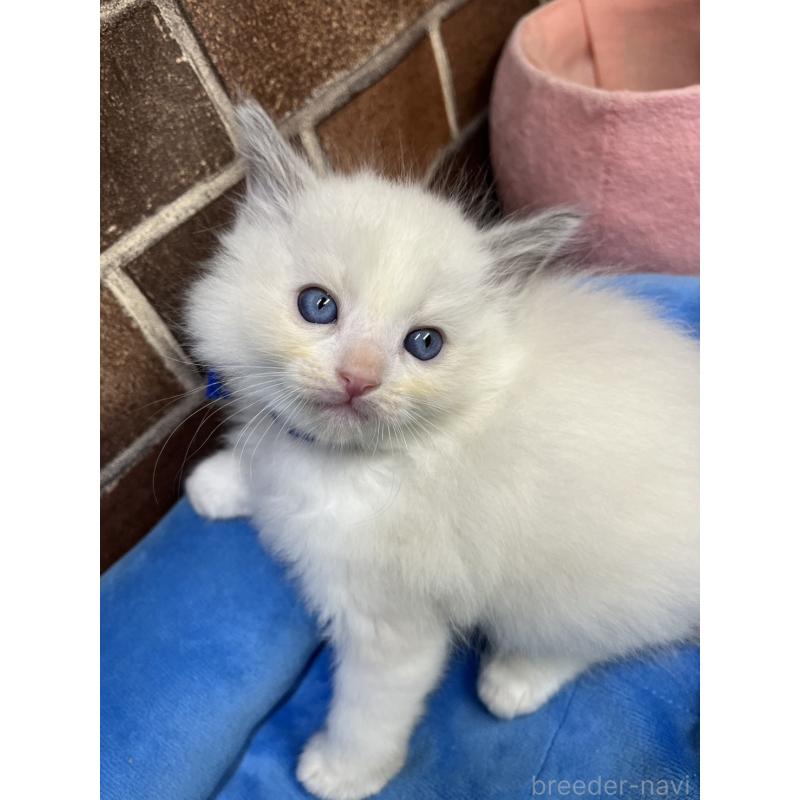 販売中の東京都のラグドール-138921の7枚目