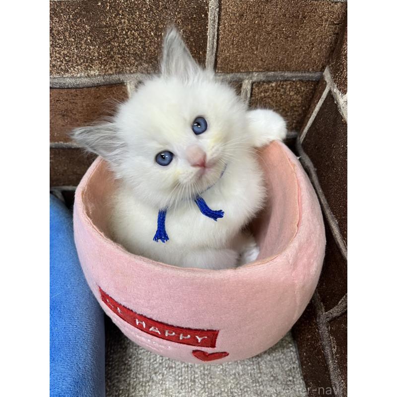 販売中の東京都のラグドール-138921の6枚目