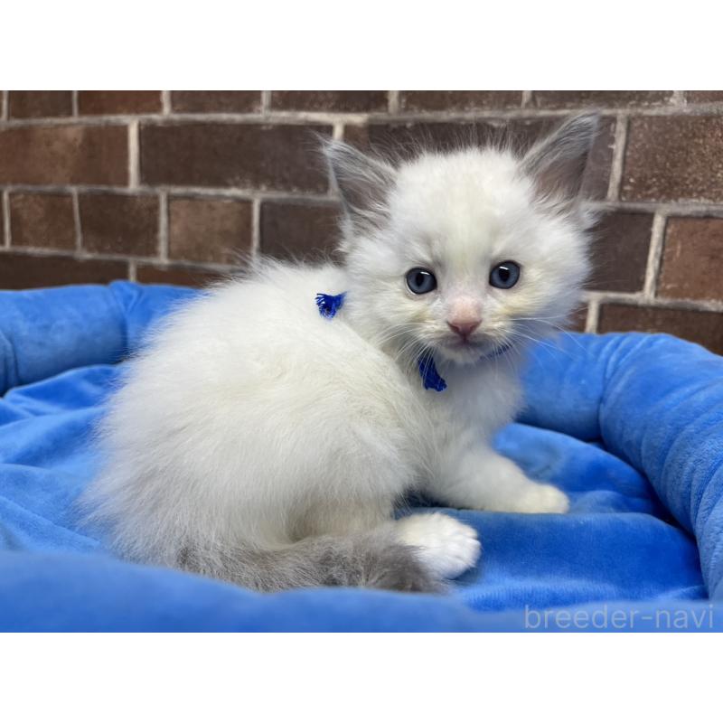 販売中の東京都のラグドール-138921の5枚目