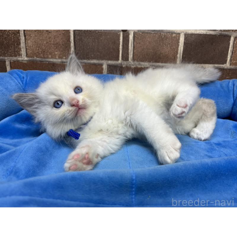 販売中の東京都のラグドール-138921の4枚目