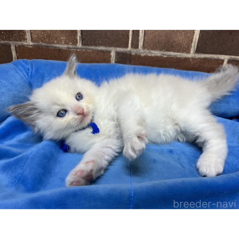 販売中の東京都のラグドール-138921の3枚目