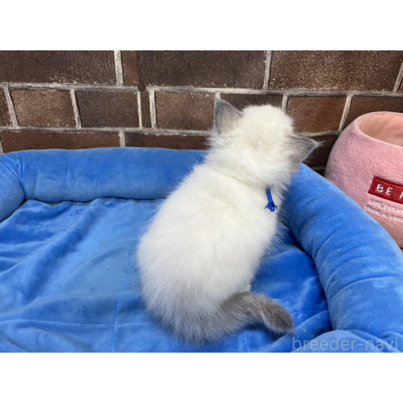 販売中の東京都のラグドール-138921の2枚目