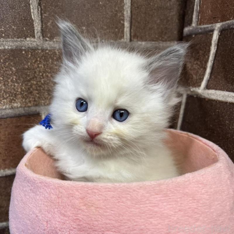 販売中の東京都のラグドール-138921