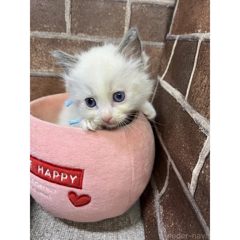 販売中の東京都のラグドール-138922の11枚目