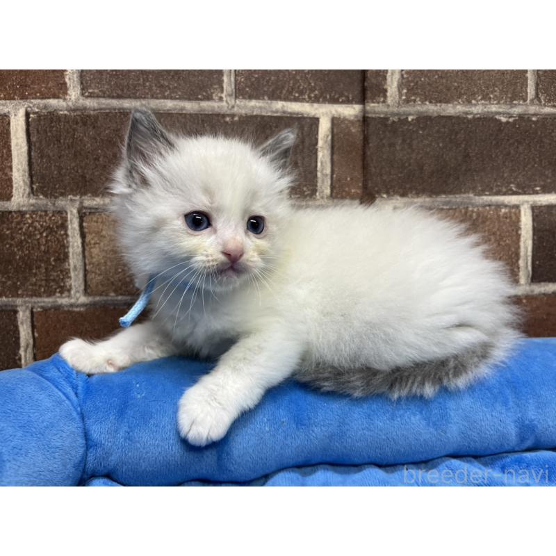 販売中の東京都のラグドール-138922の9枚目