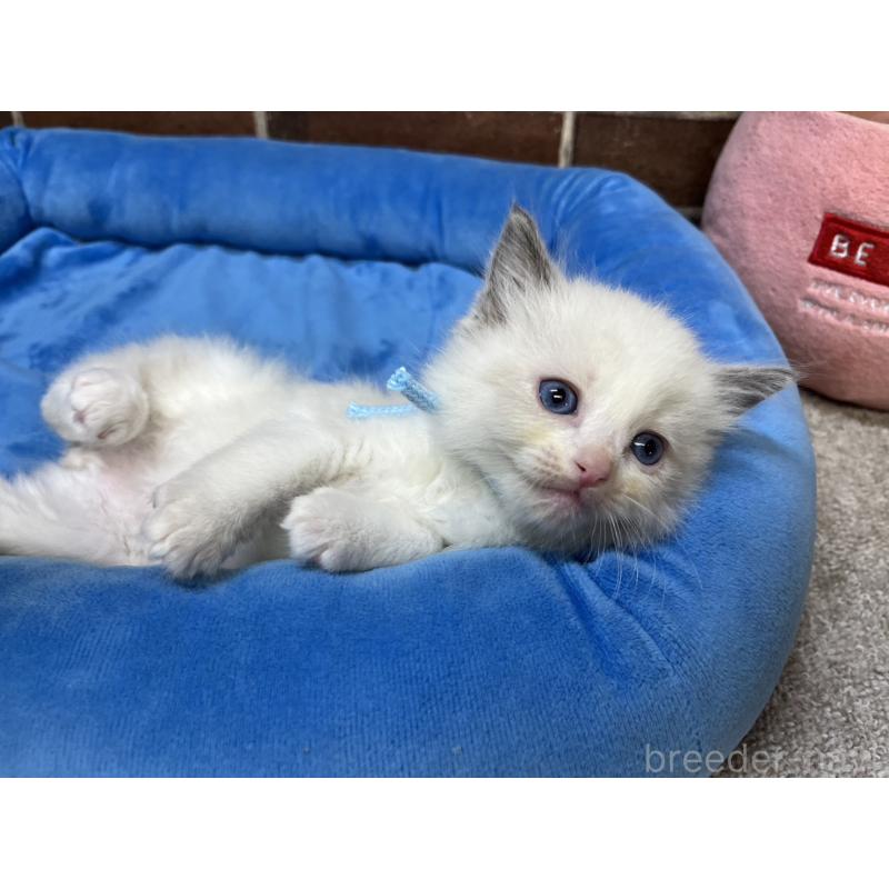 販売中の東京都のラグドール-138922の7枚目