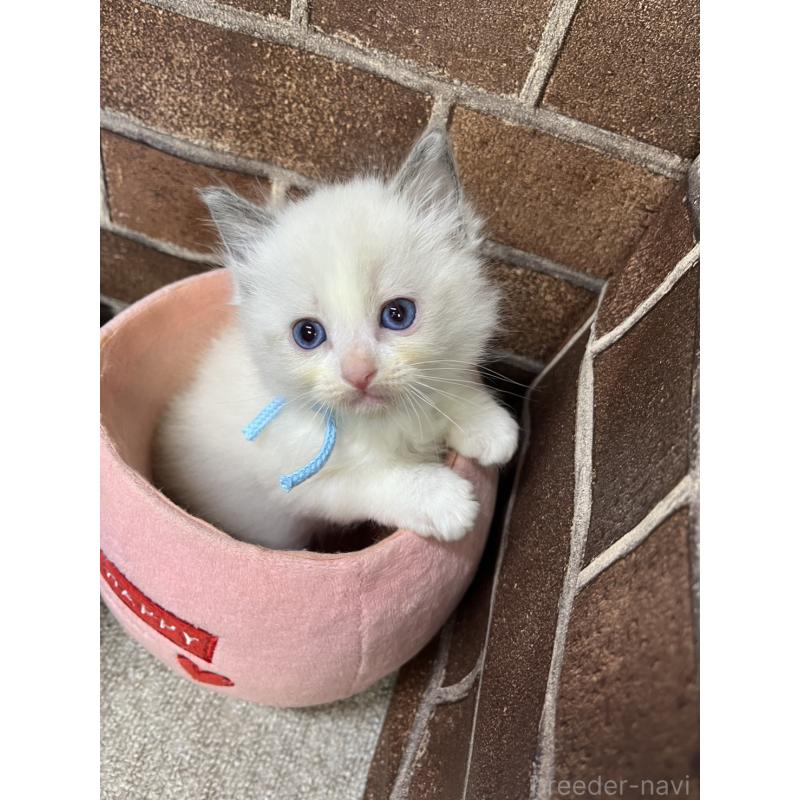 販売中の東京都のラグドール-138922の6枚目