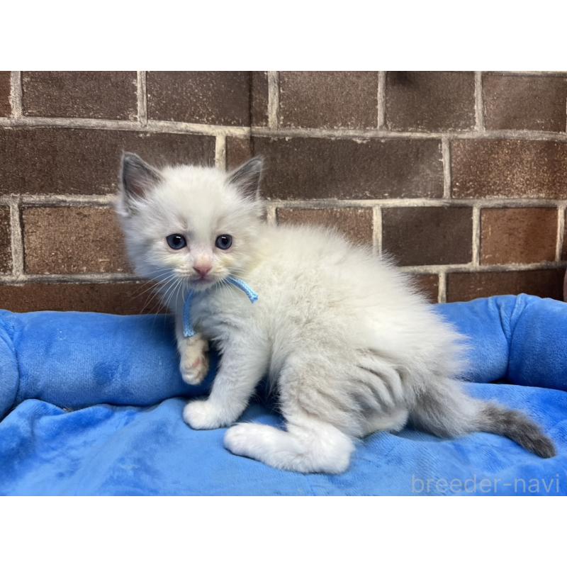 販売中の東京都のラグドール-138922の5枚目