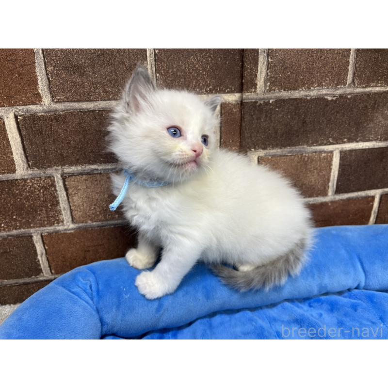 販売中の東京都のラグドール-138922の4枚目