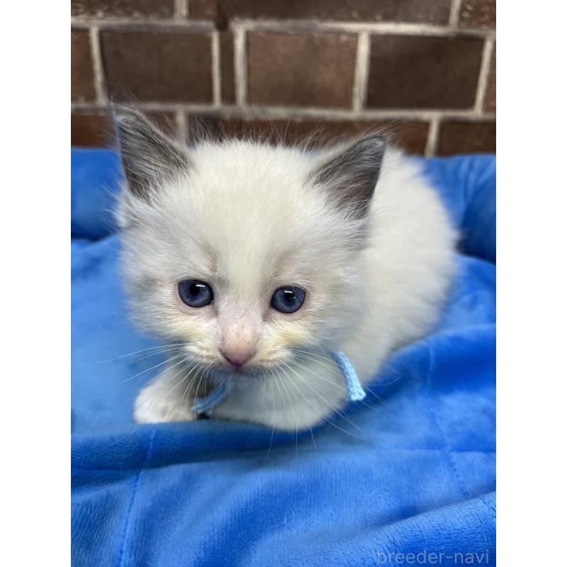 販売中の東京都のラグドール-138922の3枚目