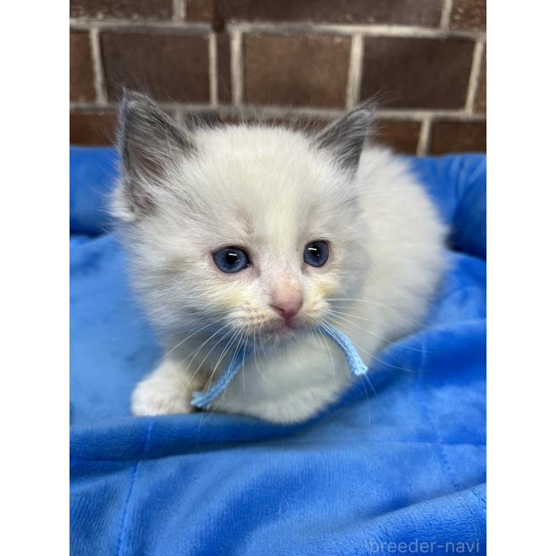 販売中の東京都のラグドール-138922の2枚目