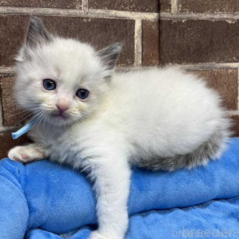 販売中の東京都のラグドール-138922