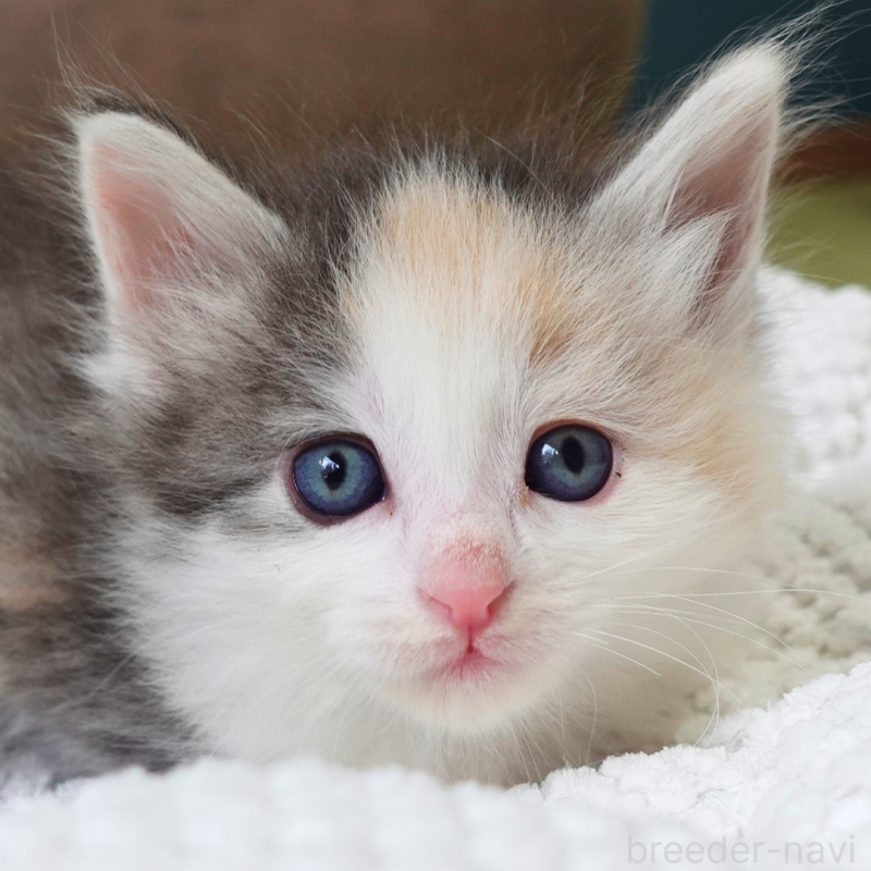 販売中の神奈川県のノルウェージャンフォレストキャット-138923の15枚目