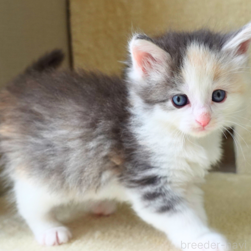 販売中の神奈川県のノルウェージャンフォレストキャット-138923の14枚目